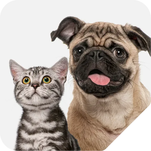Cat_-06